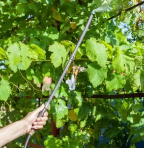 Хвороба винограду на листках пухирці і бугоркі- як боротися з цим