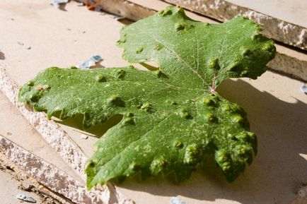 Boala de struguri pe frunze de cosuri și tuberculi - cum să se ocupe de asta
