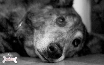 Durere (acută, cronică și postoperatorie) la câini