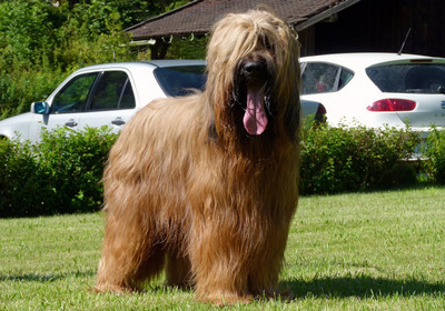 Briard - Ciobanesc francez