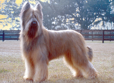 Briard - Ciobanesc francez