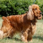 Briard - Ciobanesc francez