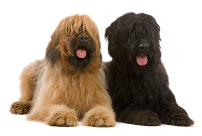 Briard - Ciobanesc francez