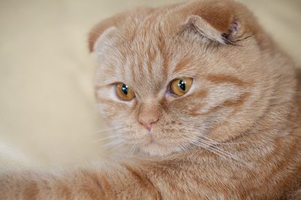 Британський висловухий кіт фото, кошенята, характер, все про породу британський висловухий,