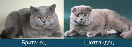 Британський висловухий кіт фото, кошенята, характер, все про породу британський висловухий,