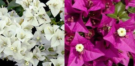 Bougainville fotografie acasă și de îngrijire, flori-blog