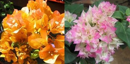 Bougainvillea fényképeket és házi gondozás, virágos-blog