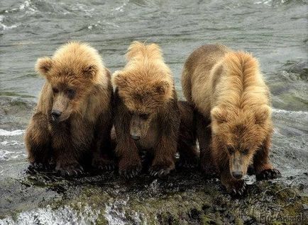 Ursuleț urs - vânătoare și pescuit în Rusia și în străinătate