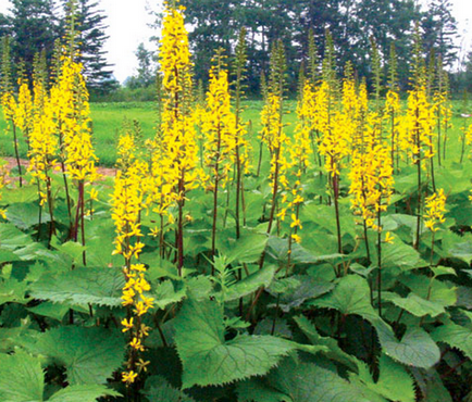 Ligularia, gyönyörű ötletek a kertben (a kertben) Ligularia, gyönyörű ötletek a kertben