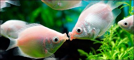 Цілується гурамі в домашньому акваріумі