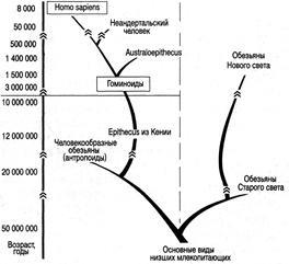 Omul ca specie biologică - stadopedia