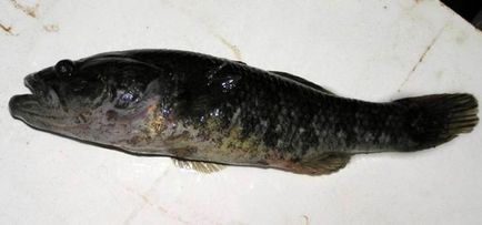 Care sunt peștele din Ratan