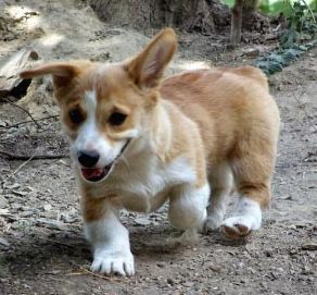 Mi a takarmány welsh corgi - a fajta kutyák