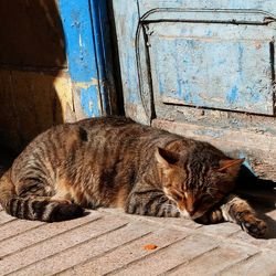 Ce pot obține de la o pisică fără stradă - totul despre pisici și pisici cu dragoste