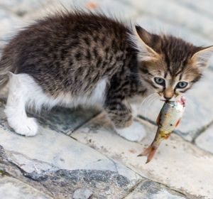 Ce pot obține de la o pisică fără stradă - totul despre pisici și pisici cu dragoste