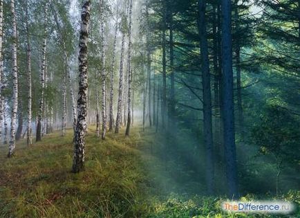 Care este diferența dintre o pădure și o pădure?