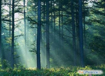 Care este diferența dintre o pădure și o pădure?