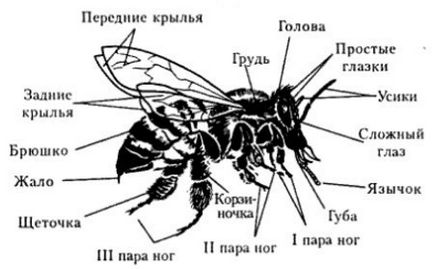 Чим відрізняються павуки від комах, в чому різниця