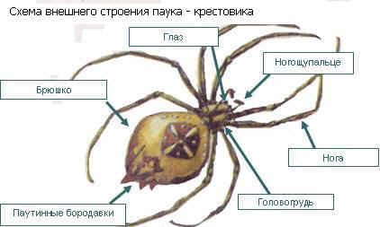 Чим павуки відрізняються від комах
