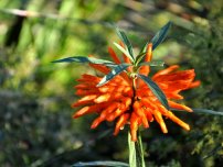 Am tăiat clerodendrumul, florile în casă (gospodărie)