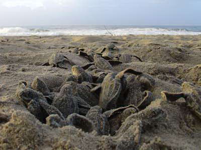 Turtle bőrszerű, leírás, életmód, fotó