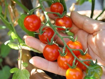 Conținutul de calorii cherry