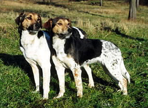 Fotografie cehă de câine motley, câine de laborator al corului, istoric de apariție a câinilor