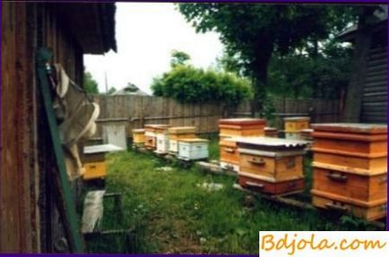 Curățarea cuiburilor și dezinfecția stupilor, păstrarea și reproducerea albinelor