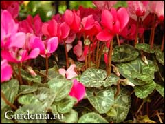 Cyclamen cum să protejeze tuberculul de decădere