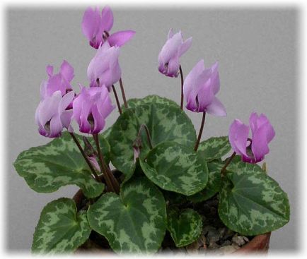 Cyclamen - îngrijire la domiciliu, fotografie de flori