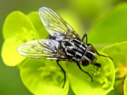 Floare de zbor