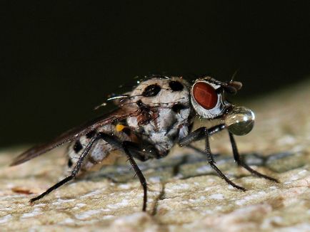 Virág fly módon és eszközökkel a pusztítás