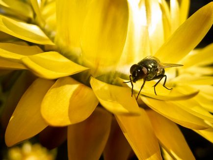 Flower fly remediu și metode de distrugere