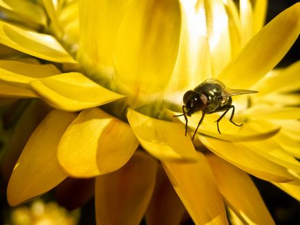 Virág fly módon és eszközökkel a pusztítás