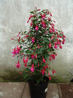 Flori de flori, fuchsia, fotografii de arta de flori