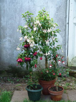 Flori de flori, fuchsia, fotografii de arta de flori