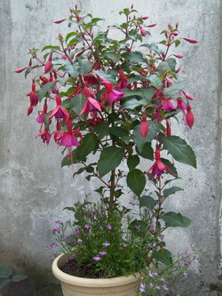 Flori de flori, fuchsia, fotografii de arta de flori