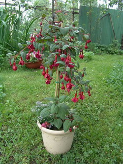 Flori de flori, fuchsia, fotografii de arta de flori