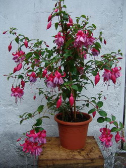 Flori de flori, fuchsia, fotografii de arta de flori