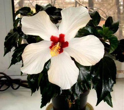 Flori hibiscus fotografie de îngrijire la domiciliu