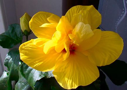 Квітка гібіскус фото догляд в домашніх умовах