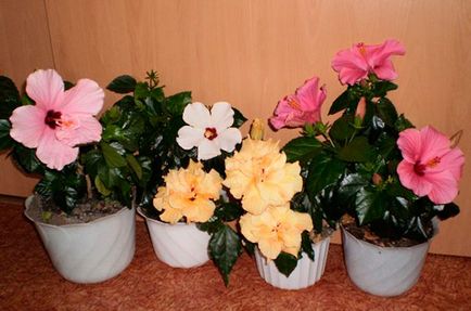 Flori hibiscus fotografie de îngrijire la domiciliu