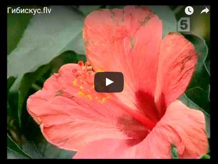 Hibiszkusz virág - ellátás az otthoni, fotók a hibiszkusz és a fajok hibiszkusz otthon - reprodukciós
