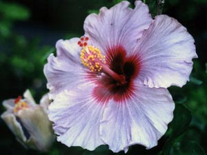 Hibiszkusz virág - ellátás az otthoni, fotók a hibiszkusz és a fajok hibiszkusz otthon - reprodukciós