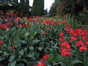 Flower canna de depozitare de iarnă, caracteristici de îngrijire