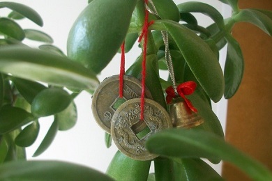 Arborele de bani - un talisman de bunăstare de către feng shui