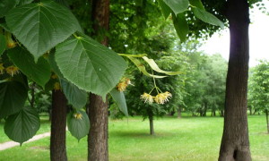 Lemn - tei de miere și producția de miere