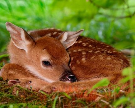 Animale tinere, în timpul liber