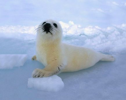 Animale tinere, în timpul liber