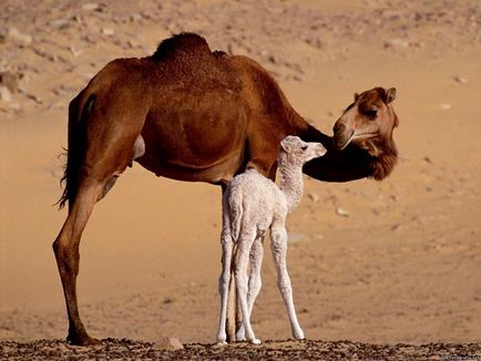 Animale tinere, în timpul liber